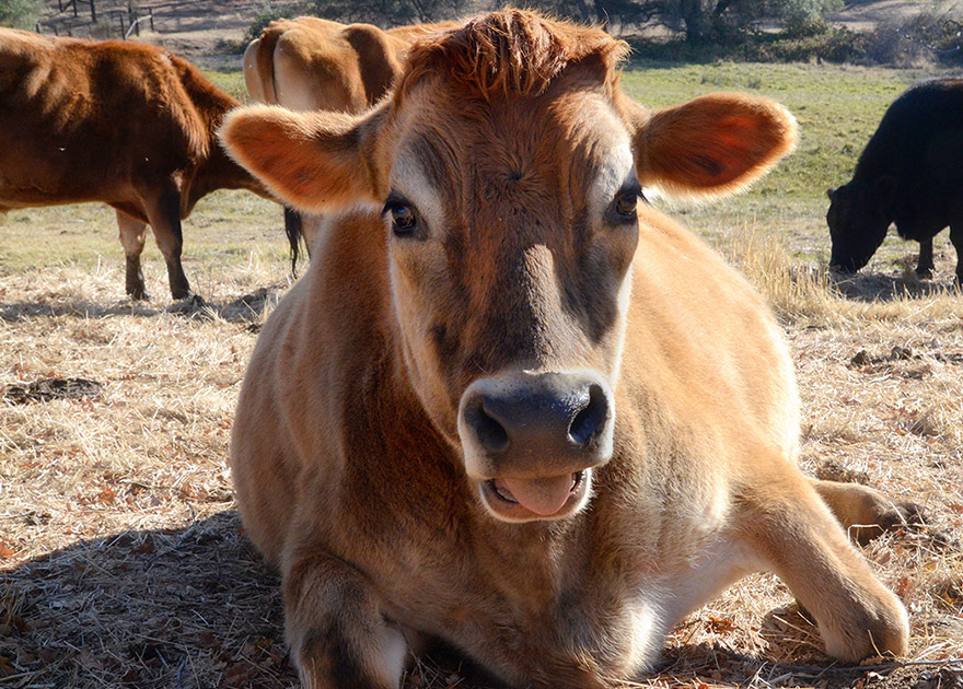 A Better World Tofurky